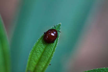Insect