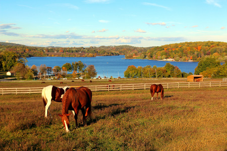 horse farm on the lakeの写真素材