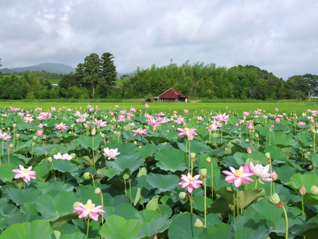 Field of Japanese lotus flowers with an old barn in the distanceの写真素材