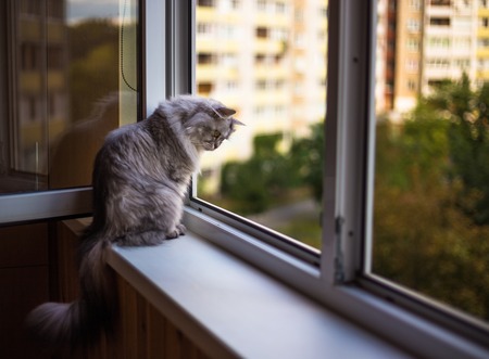 Beautiful cat relax at home on day time