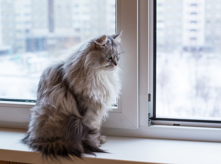 Beautiful grey cat sitting on windowsill and looking to streetの写真素材