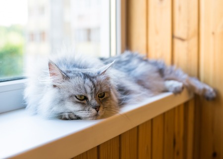 Persian cat relax on the windowsill. Summer weather ousite a windowの写真素材