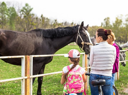 People looking to beautiful black horse. Summer sunny dayの写真素材