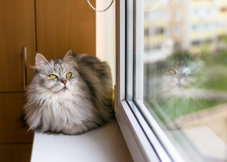 Beautiful fluffy cat sitting on windowsill and looking to a windowの写真素材