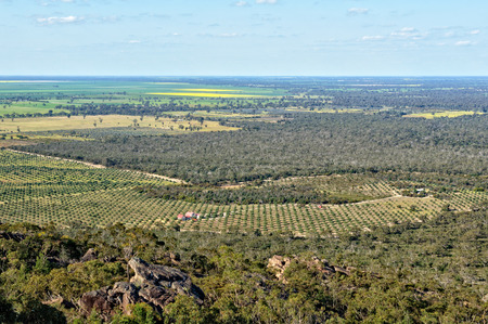 View of an olive grove and blooming canola  from the Mount Zero Lookout in the Grampians, Victoria, Australiaの写真素材