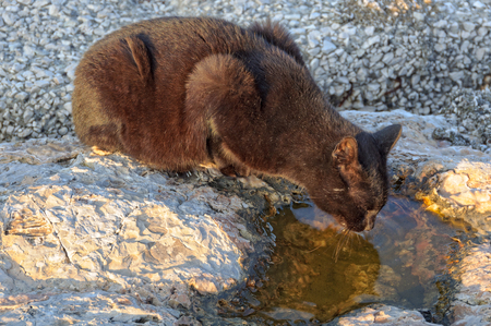 A thirsty stray cat is drinking from a puddle in the marina - Naples, Campania, Italyのeditorial素材