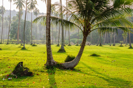 Twin palm trees - Espiritu Santo, Vanuatuの写真素材