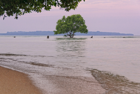 A single tree reflected in the shallow water clings to a coral rock reef - Espiritu Santoの写真素材