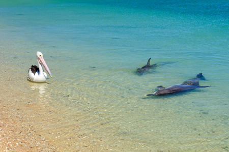 Two dolphins and a pelican in the shallow water of the beach - Monkey Mia, WA, Australiaの写真素材