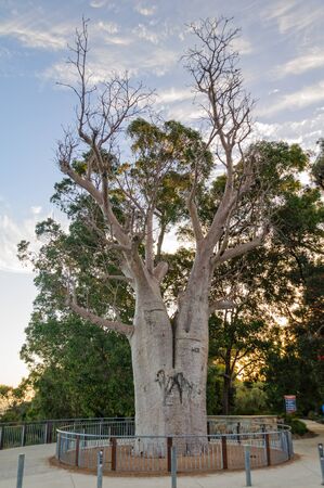 The giant boab tree in Kings Park and Botanic Garden is more than 750 years old - Perth, WA,...