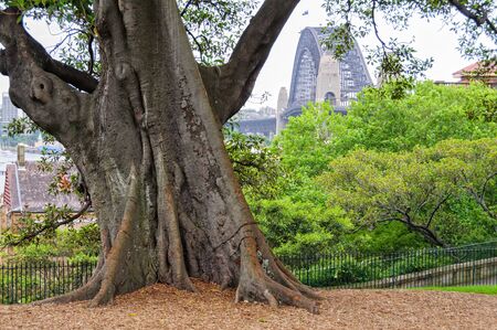 Trunk of a Moreton Bay Fig tree in the Observatory Hill Park - Sydney, NSW, Australiaの写真素材