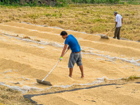 Two laborers turn over paddy for drying in the sun - Long Xuyen, Vietnamのeditorial素材