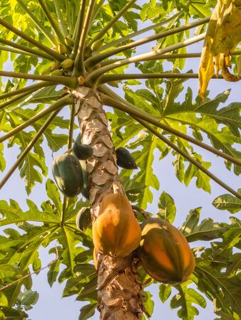 A papaya tree has a tall trunk with a crown of leaves at the top of it - Kampong Cham, Cambodiaの写真素材