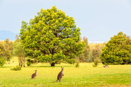 Eastern-grey kangaroos around Halls Gap - Grampians, Victoria, Australiaの写真素材