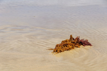Seaweed washed ashore - Torquay, Victoria, Australiaの写真素材