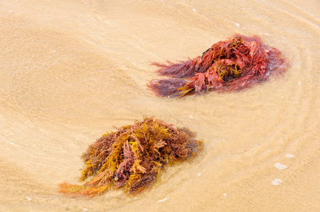 Seaweed washed ashore - Torquay, Victoria, Australia
