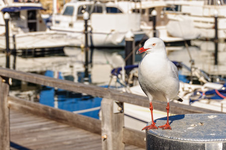Resident silver gull in Challenger Harbour - Fremantleの写真素材