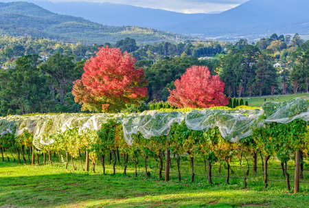 Vineyard of Seville Hill Winery in autumn - Seville, Victoria, Australiaの写真素材