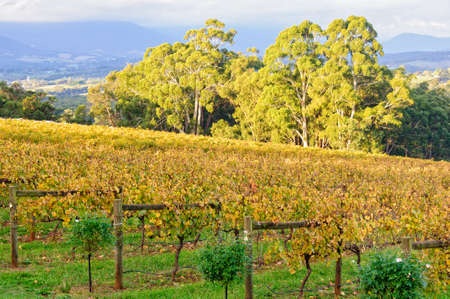 Killara Estate vineyard in the Upper Yarra Valley - Seville, Victoria, Australiaの写真素材