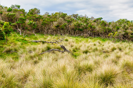 Bushland in the Rhyll Inlet State Wildlife Reserve - Phillip Island, Victoria, Australiaの写真素材