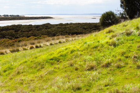 Rhyll Inlet State Wildlife Reserve is a wetland reserve with walking paths, a boardwalk, mangroves,...
