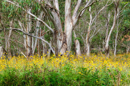 Gum trees behind a thick carpet of daisies - Dorrigo, NSW, Australiaの写真素材