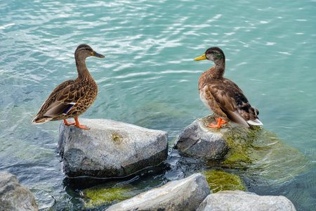Wild ducks at Lake Balaton - Tihany, Hungaryの写真素材