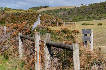 A white-faced heron on a gate post - Marengo, Victoria, Australiaの写真素材