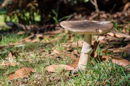 Brown fungi on the forest floor - Marengo, Victoria, Australia