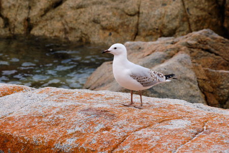 Seagull on a lichen covered rock at Wineglass Bay - Freycinet Peninsula, Tasmania, Australiaの写真素材