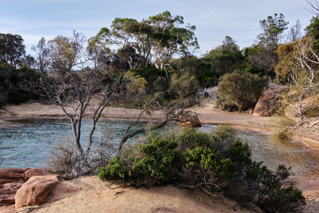 Trees growing out of rocks are testaments to life against all odds - Freycinet Peninsula, Tasmania, Australiaの写真素材