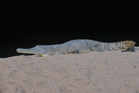 Freshwater crocodile in the Tunnel - Wunaamin Miliwundi Ranges, WA, Australia