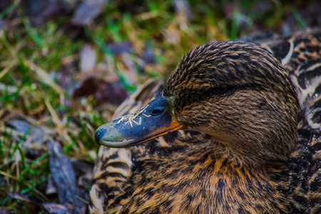 Mallard duck resting on the ground in a park in autumnの写真素材