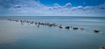 A flock of seagulls line up in a perfect beach setting.の写真素材