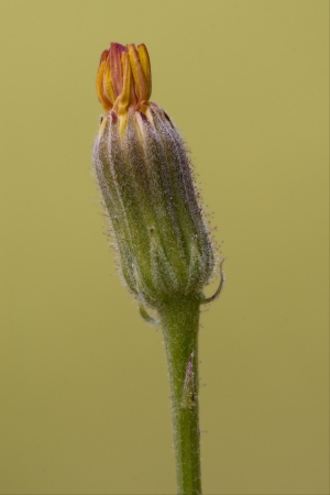 a new little flower in the goldの写真素材