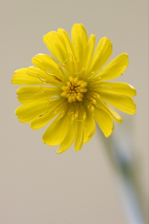 yellow Hieracium Sylvaticum in the brownの写真素材