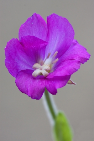 wild violet carnation  epilobium parviflorum hirstum sylvestrisの写真素材