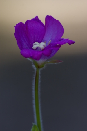 wild violet carnation  epilobium parviflorum hirstum sylvestrisの写真素材