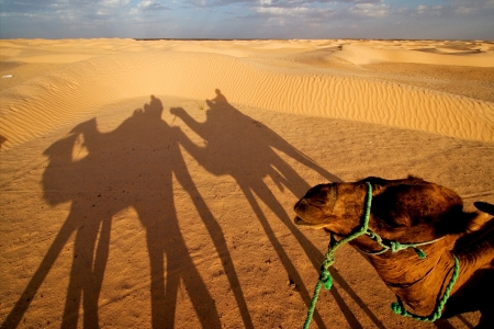 douze,tunisia,camel and people in the saharaの写真素材