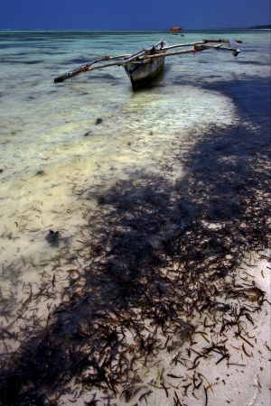beach seaweed  and boat in tanzania zanzibarの写真素材