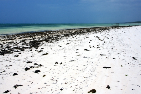 beach seaweed and boat in tanzania zanzibarの写真素材