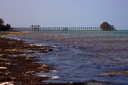beach seaweed and harbor in tanzania zanzibarの写真素材