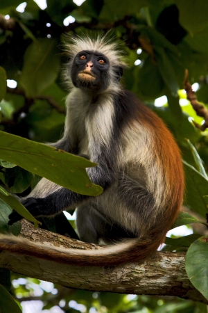 eye's ape in the island of  zanzibar jozany forestの写真素材