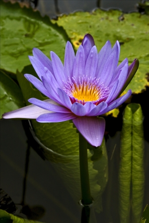 close up of flower in the  garden  of pamplemousses in mauritiusの写真素材