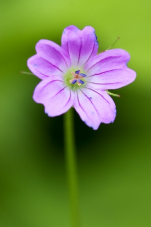 colse up of a pink geranium dissectum geraniacee in green backgroudの写真素材