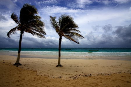 beach seaweed and coastline in playa paradiso mexicoの写真素材