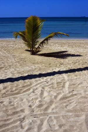  madagascar palm lagoon and coastlineの写真素材