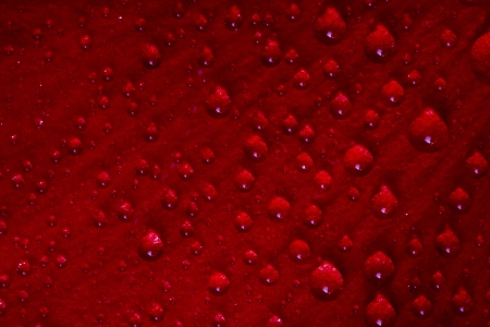 red texture of a flower  petal rose and dropsの写真素材