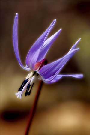 abstract close up of a liliacea wild violet erythronium  dens canisの写真素材