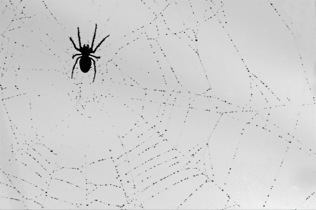 a spider and the drop web in the lightの写真素材